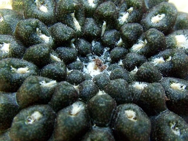 Eriosyce_ esmeraldana _ WM_257_ 09